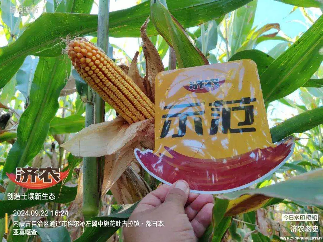“玉米最高亩增产600斤”，济农三年铁粉这么说！(图2)