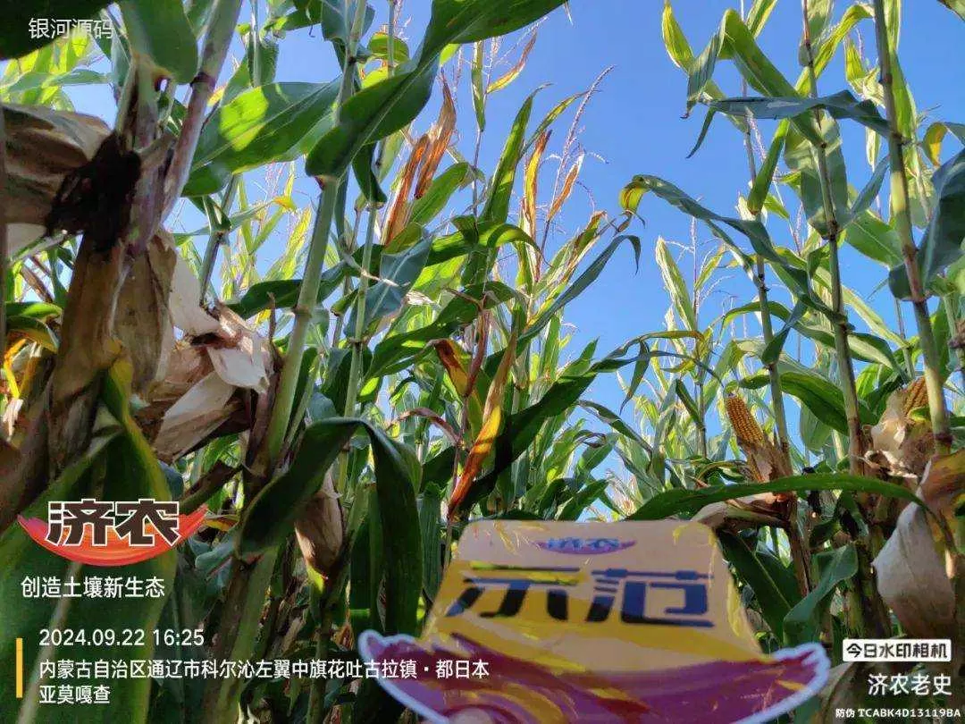“玉米最高亩增产600斤”，济农三年铁粉这么说！(图6)