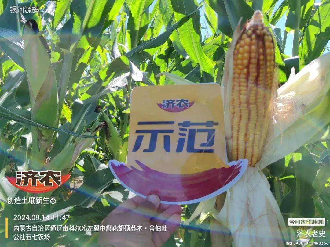 使用济农方案 “孬地”照样长出好庄稼 (图2)