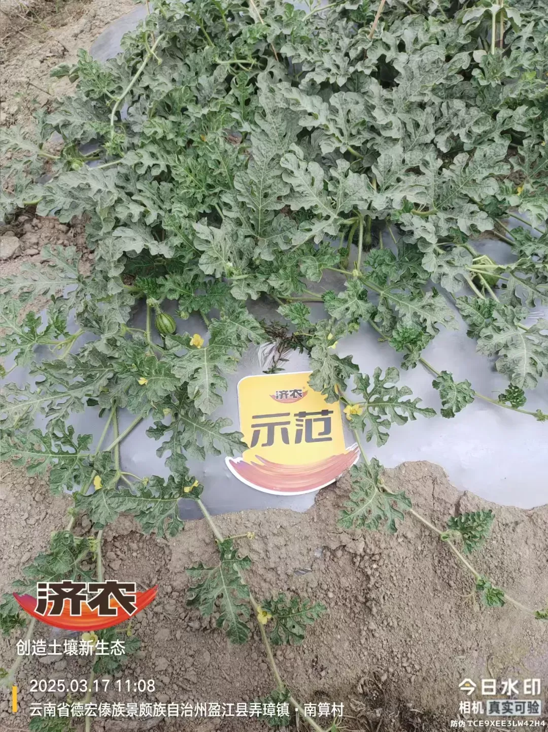 盈江瓜田里的“花果盛会”(图2)