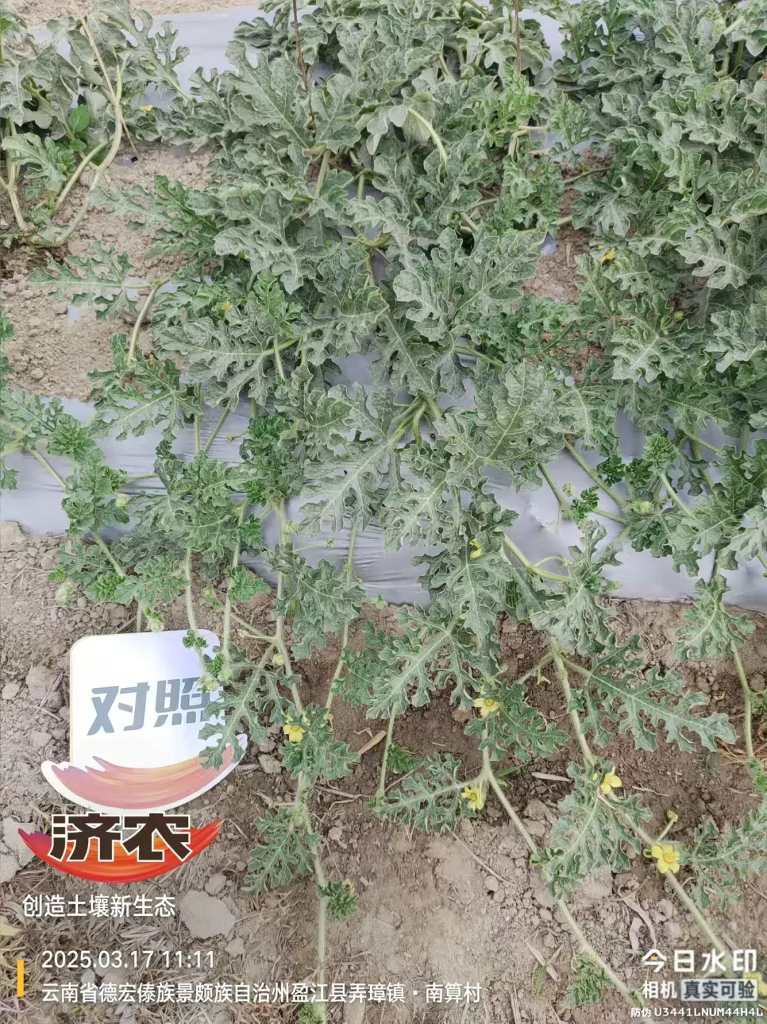 盈江瓜田里的“花果盛会”(图3)