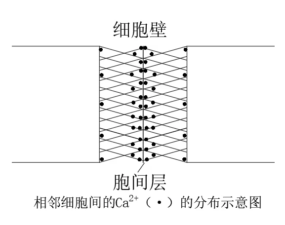 钙是水果的"天然保鲜膜"?揭开果实硬度的真相(图2) 钙是水果的"天然保鲜膜"?揭开果实硬度的真相(图2)