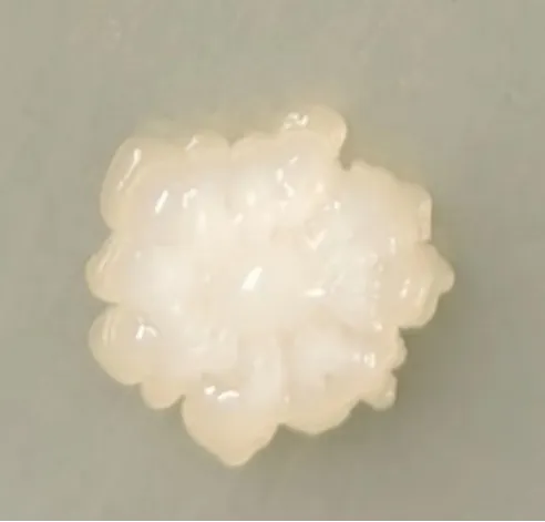 土壤健康的守护神：芽孢杆菌在农业生产中的多重角色(图13)