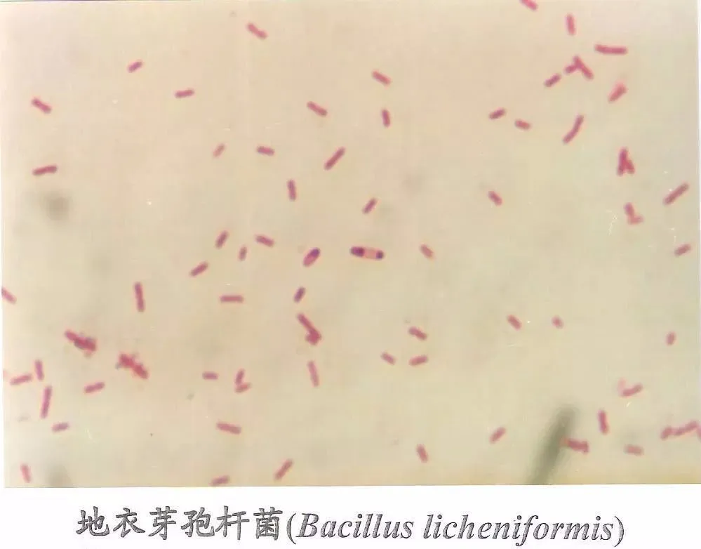 土壤健康的守护神：芽孢杆菌在农业生产中的多重角色(图10)