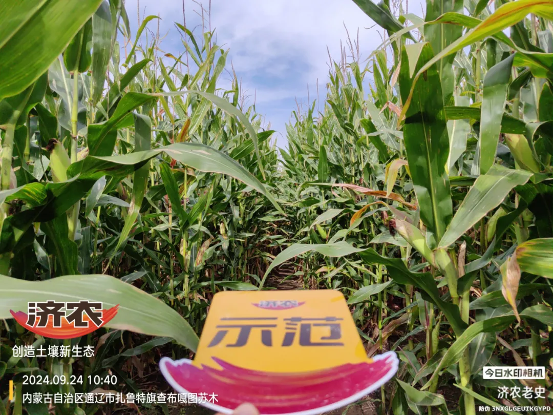 玉米亩产破2000斤,为内蒙古大哥实现高产小目标(图2) 玉米亩产破2000斤,为内蒙古大哥实现高产小目标(图2)