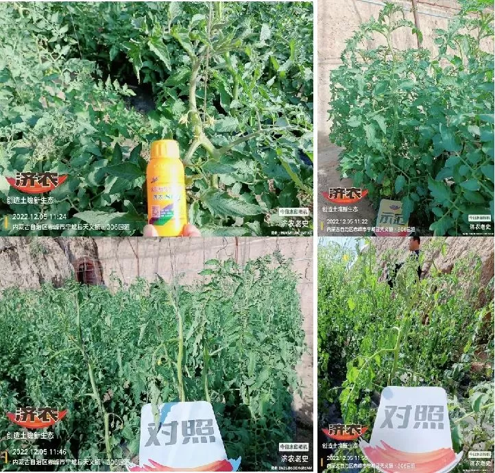 【每周一品】济农 800，作物的营养宝库(图1)