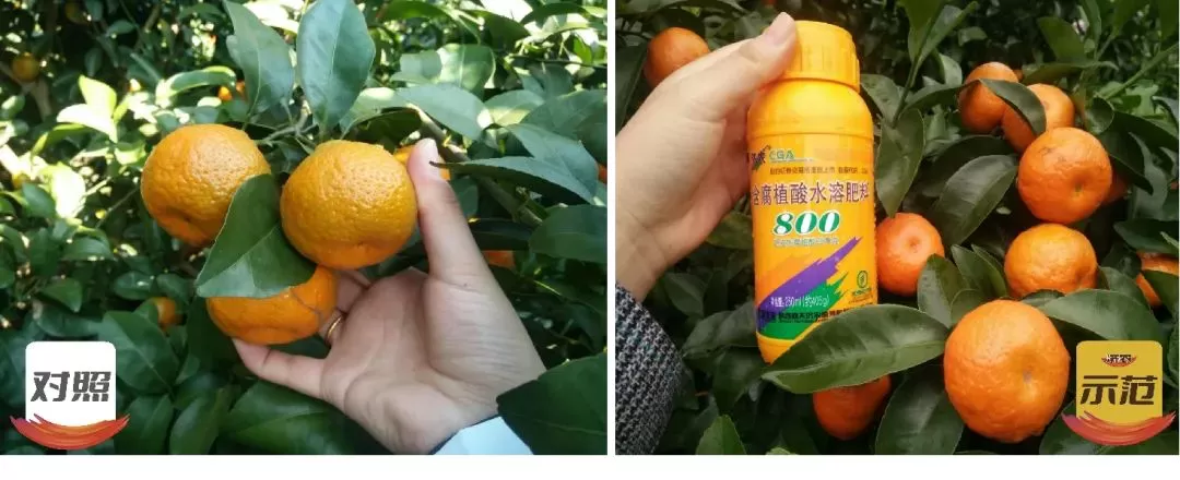 【每周一品】济农 800，作物的营养宝库(图4)