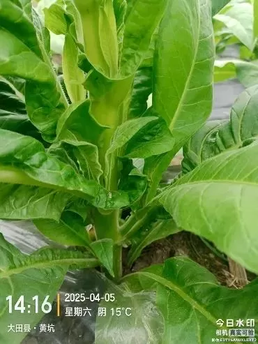 烤烟打顶前侧芽疯长，济农锌硼派有效调控