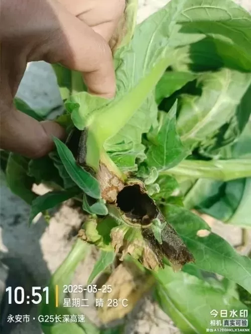 烤烟打顶前侧芽疯长，济农锌硼派有效调控(图2)