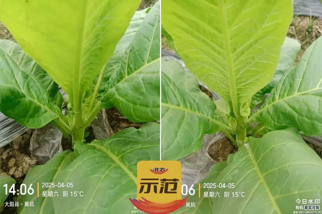 烤烟打顶前侧芽疯长，济农锌硼派有效调控(图8)
