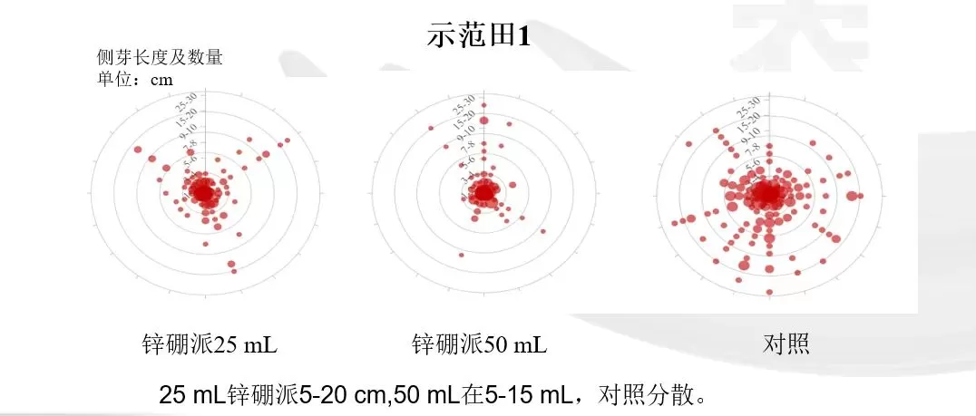 烤烟打顶前侧芽疯长，济农锌硼派有效调控(图5)