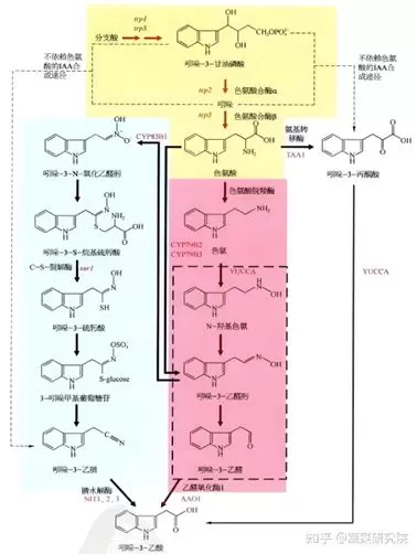 烤烟打顶前侧芽疯长，济农锌硼派有效调控(图4)