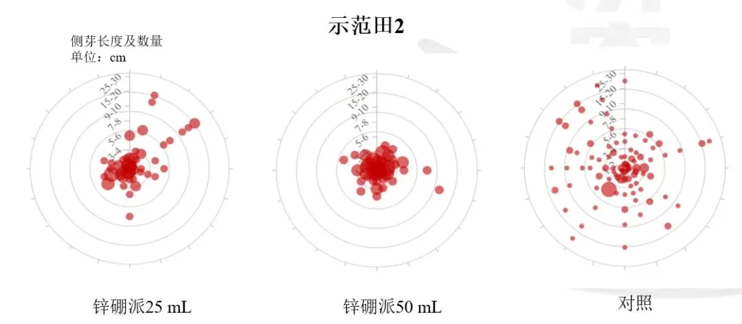 烤烟打顶前侧芽疯长，济农锌硼派有效调控(图6)