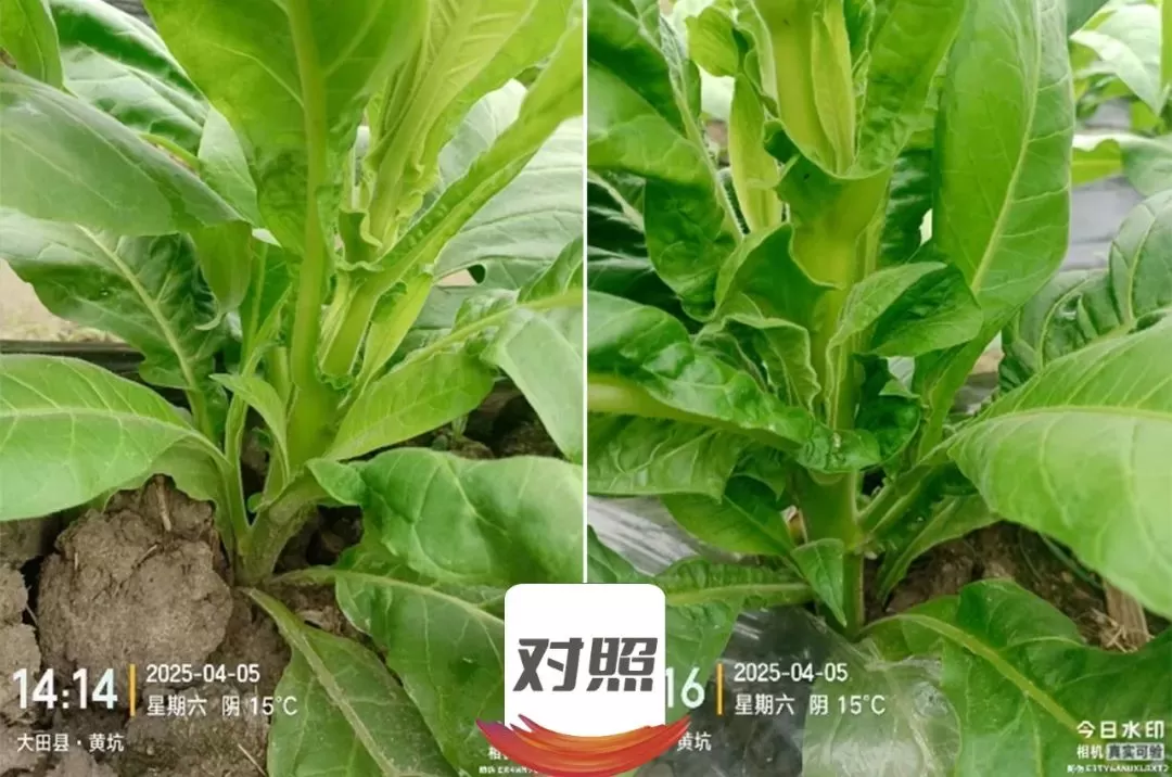 烤烟打顶前侧芽疯长，济农锌硼派有效调控(图9)