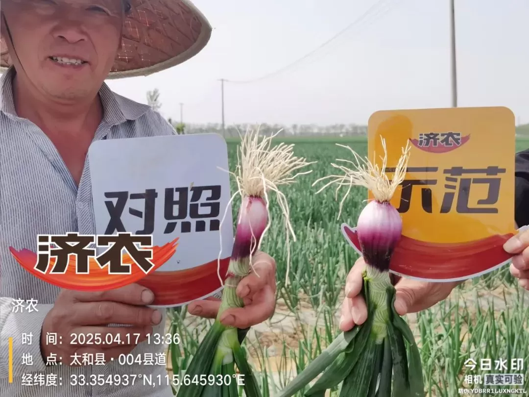 济农“黄金搭档”，洋葱植株壮鳞茎大