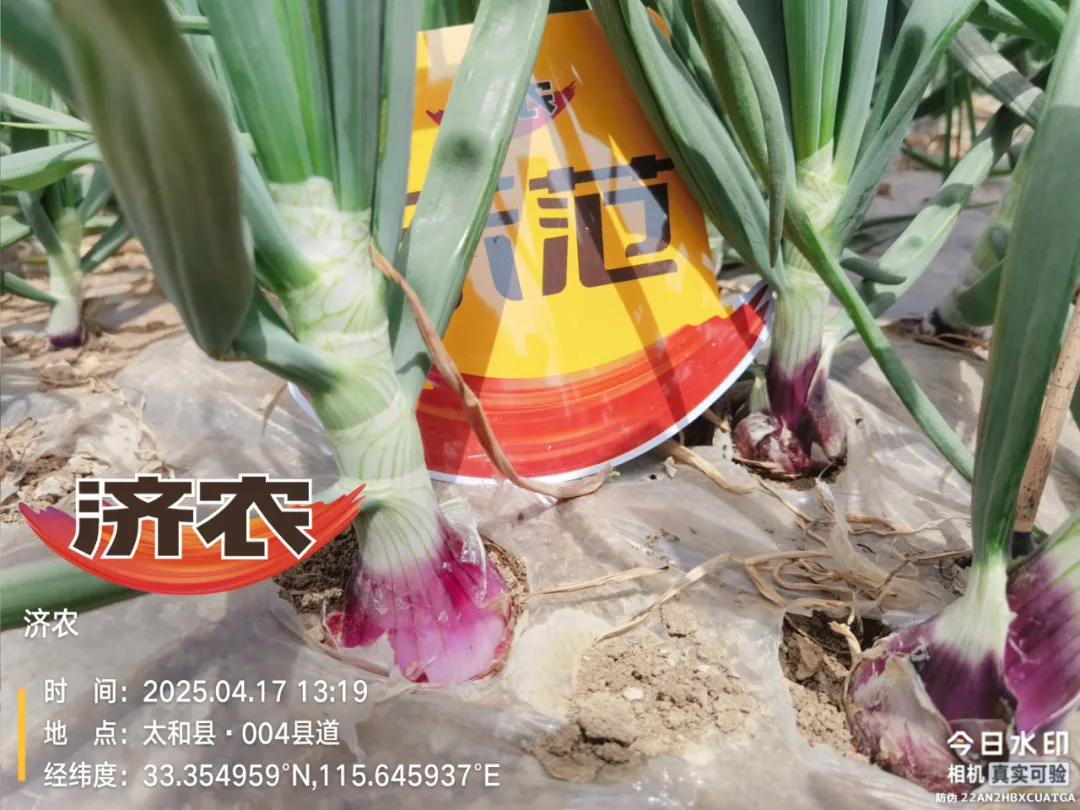 济农“黄金搭档”，洋葱植株壮鳞茎大(图2)