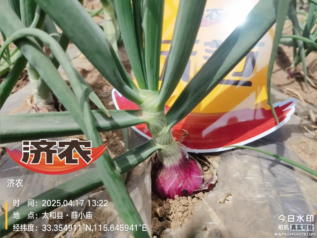 济农“黄金搭档”，洋葱植株壮鳞茎大(图3)