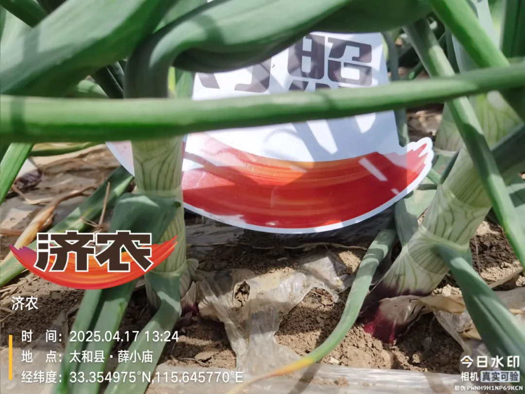 济农“黄金搭档”，洋葱植株壮鳞茎大(图5)