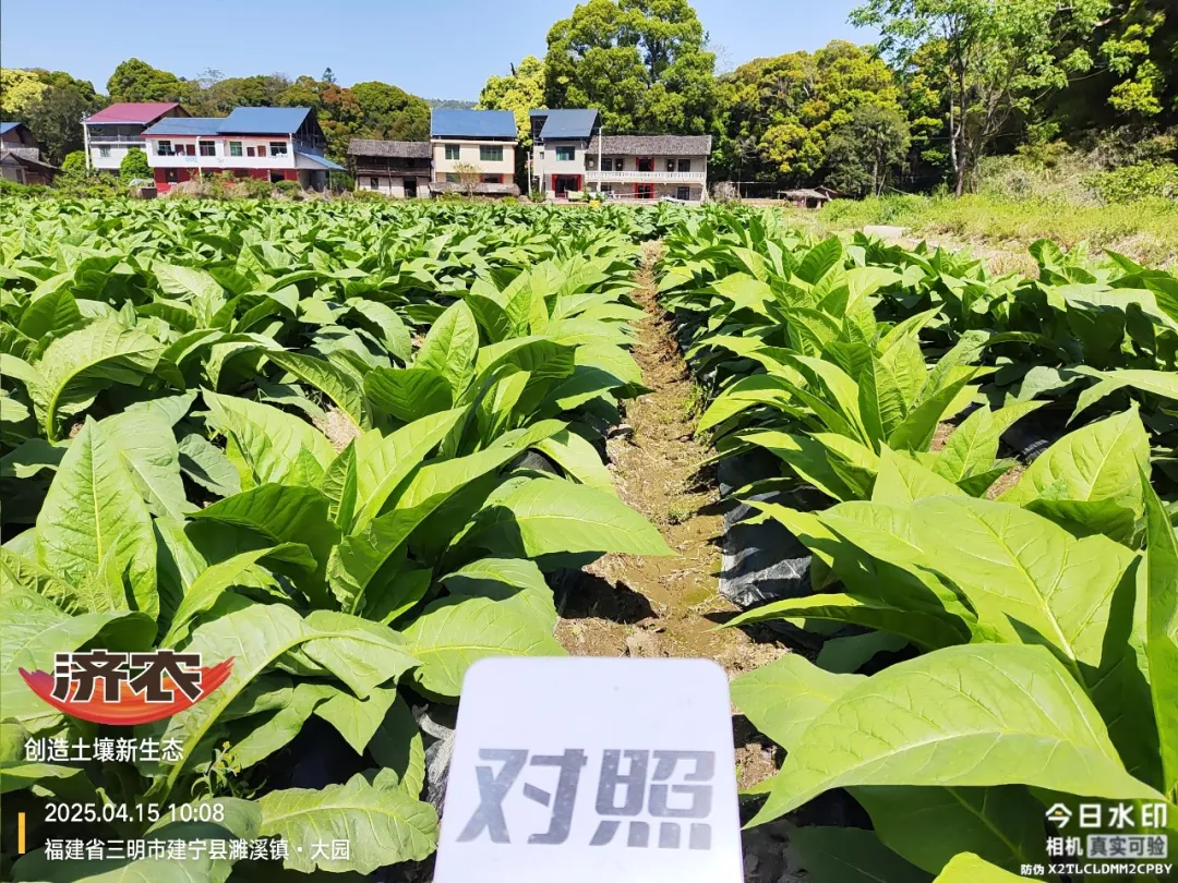 同样种烟叶，差距咋就这么大？(图4)