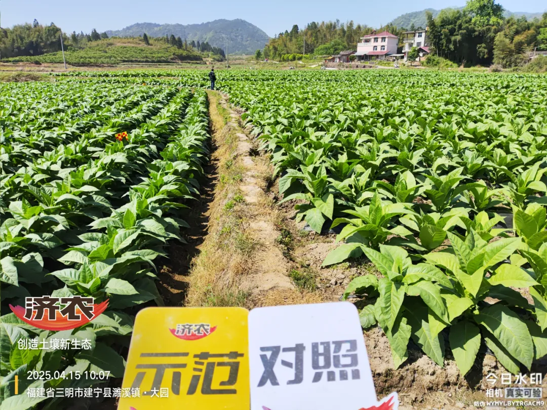 同样种烟叶，差距咋就这么大？