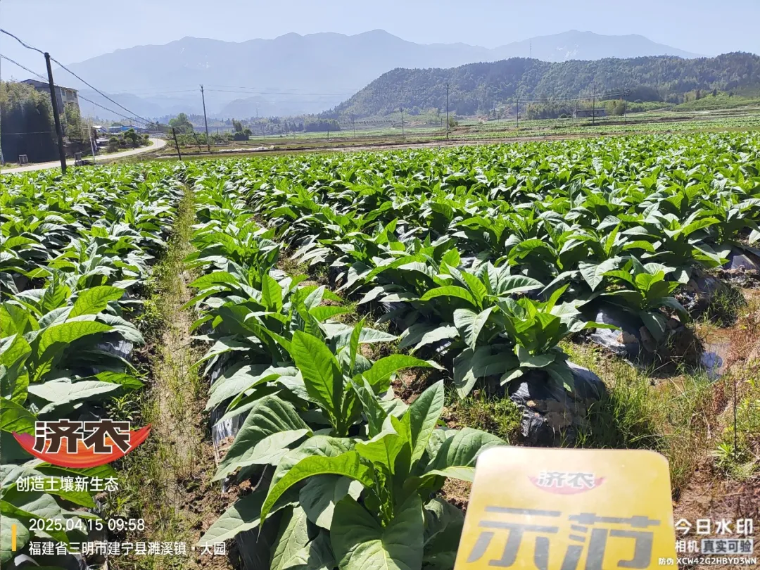 同样种烟叶，差距咋就这么大？(图3)