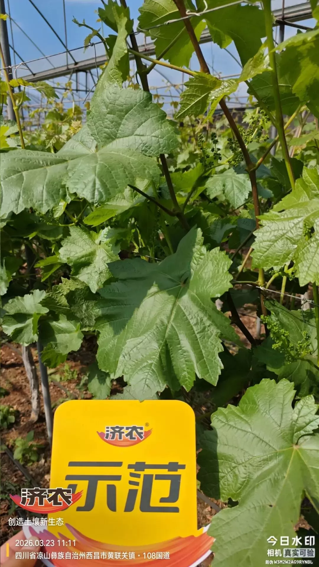 土壤湿重、根系差、抽梢少，这片葡萄园给出了解决方案