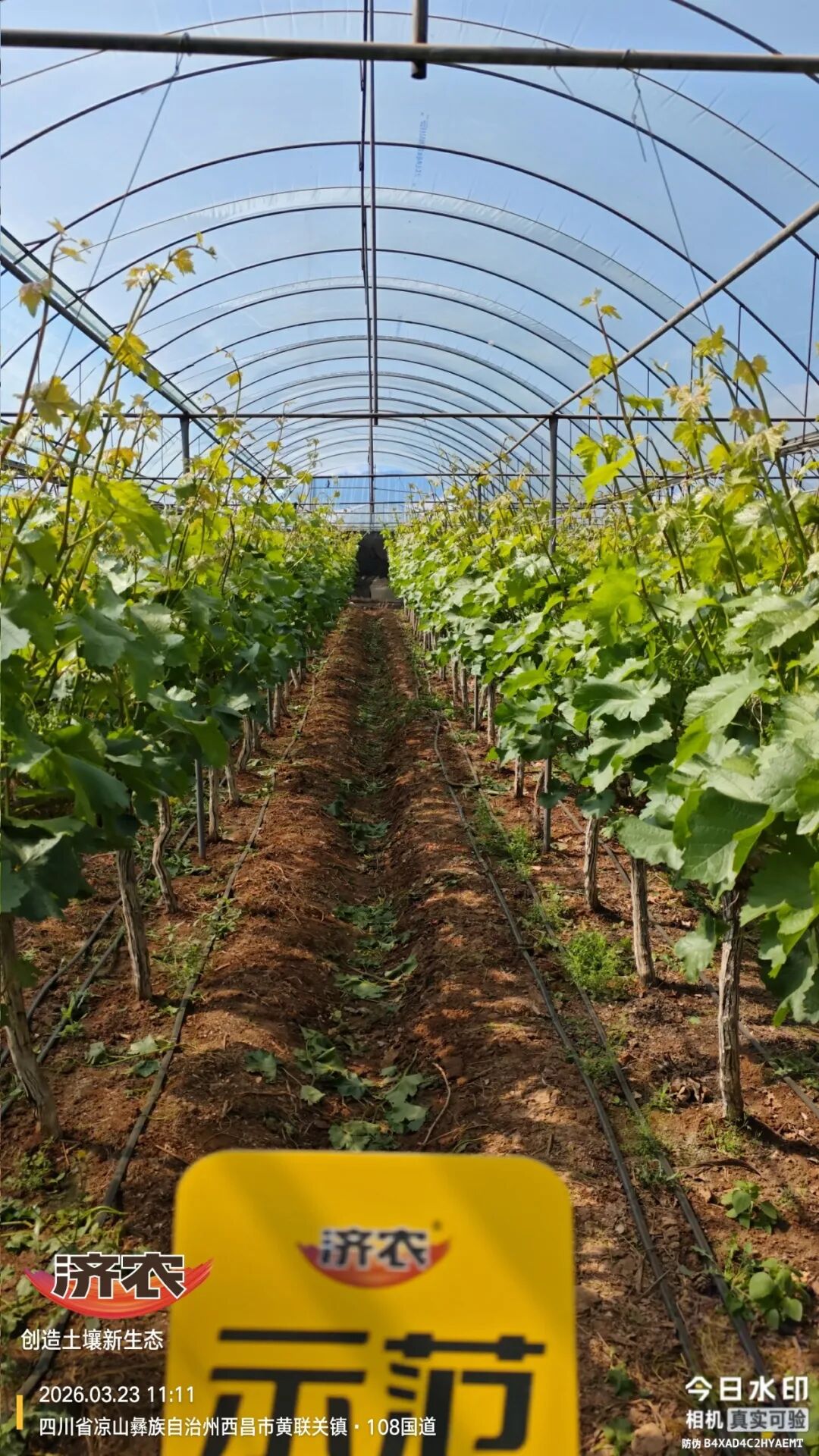 土壤湿重、根系差、抽梢少，这片葡萄园给出了解决方案(图3)