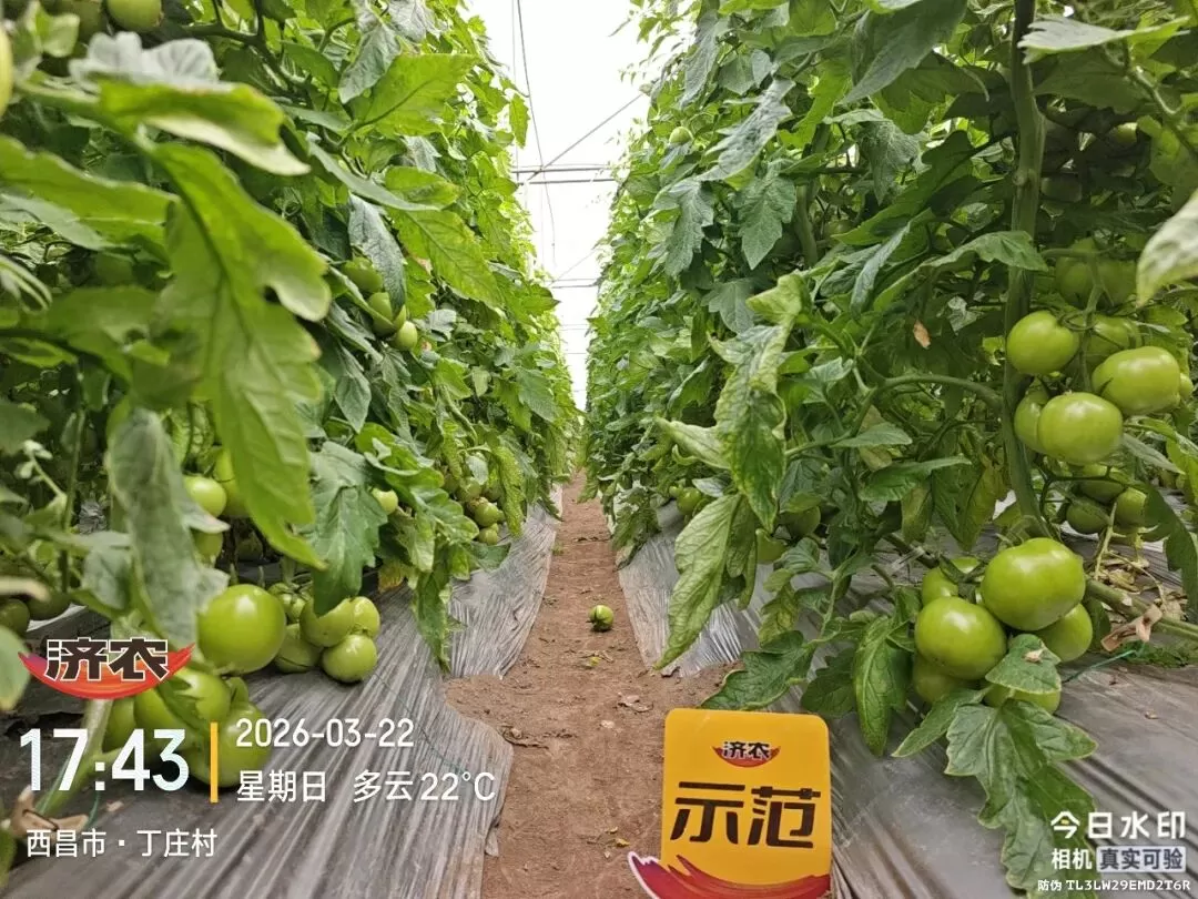 西昌这块西红柿地，用上济农方案后，小果少了、转色快了！