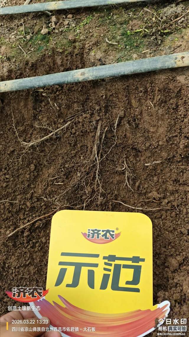 一套济农方案下去,阳光玫瑰竟然有了这么大变化!(图2) 一套济农方案下去,阳光玫瑰竟然有了这么大变化!(图2)