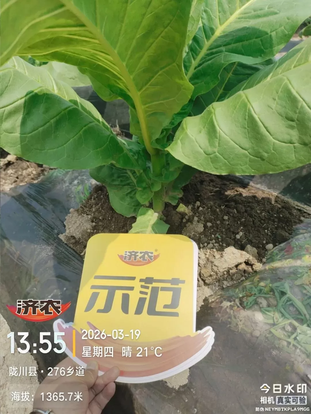 拒绝大小苗、死烂苗！云南德宏石老板的烤烟为何长势如此齐整？秘诀竟是用了济农腐植酸！(图1)