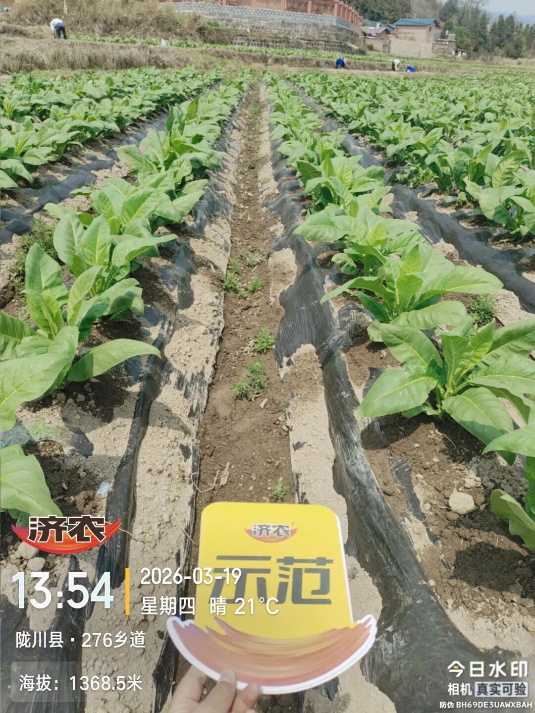 拒绝大小苗、死烂苗！云南德宏石老板的烤烟为何长势如此齐整？秘诀竟是用了济农腐植酸！(图3)