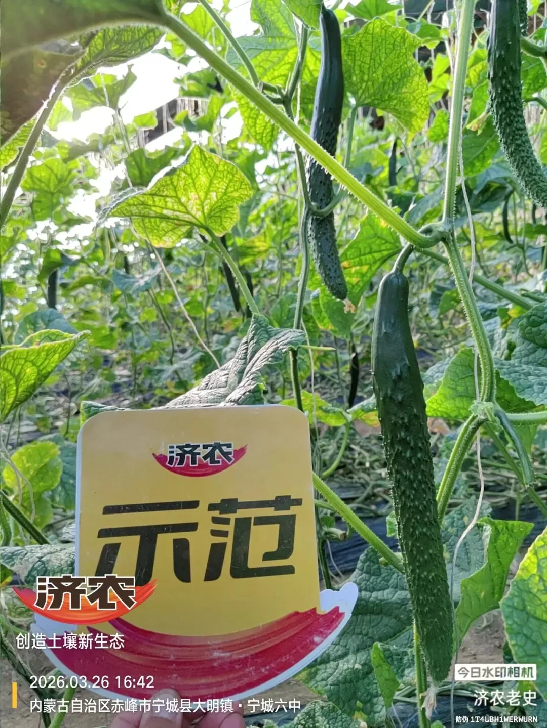 7天明显转好！济农产品一用上，赵老板的黄瓜长势回来了！(图1)