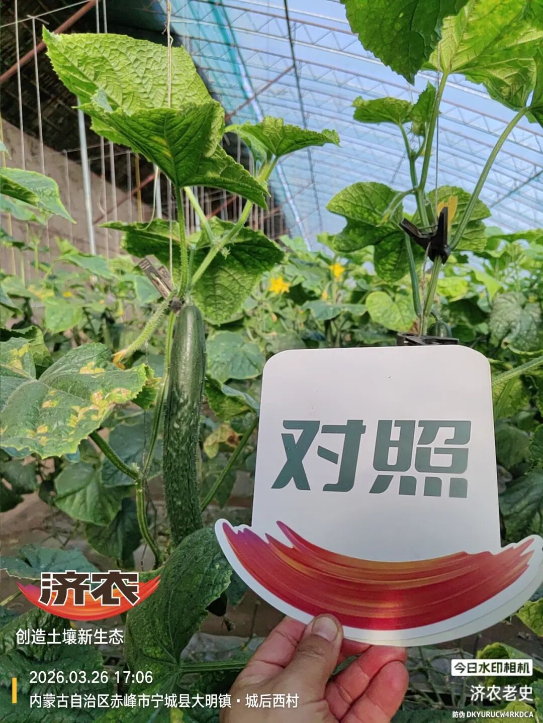 7天明显转好！济农产品一用上，赵老板的黄瓜长势回来了！(图3)