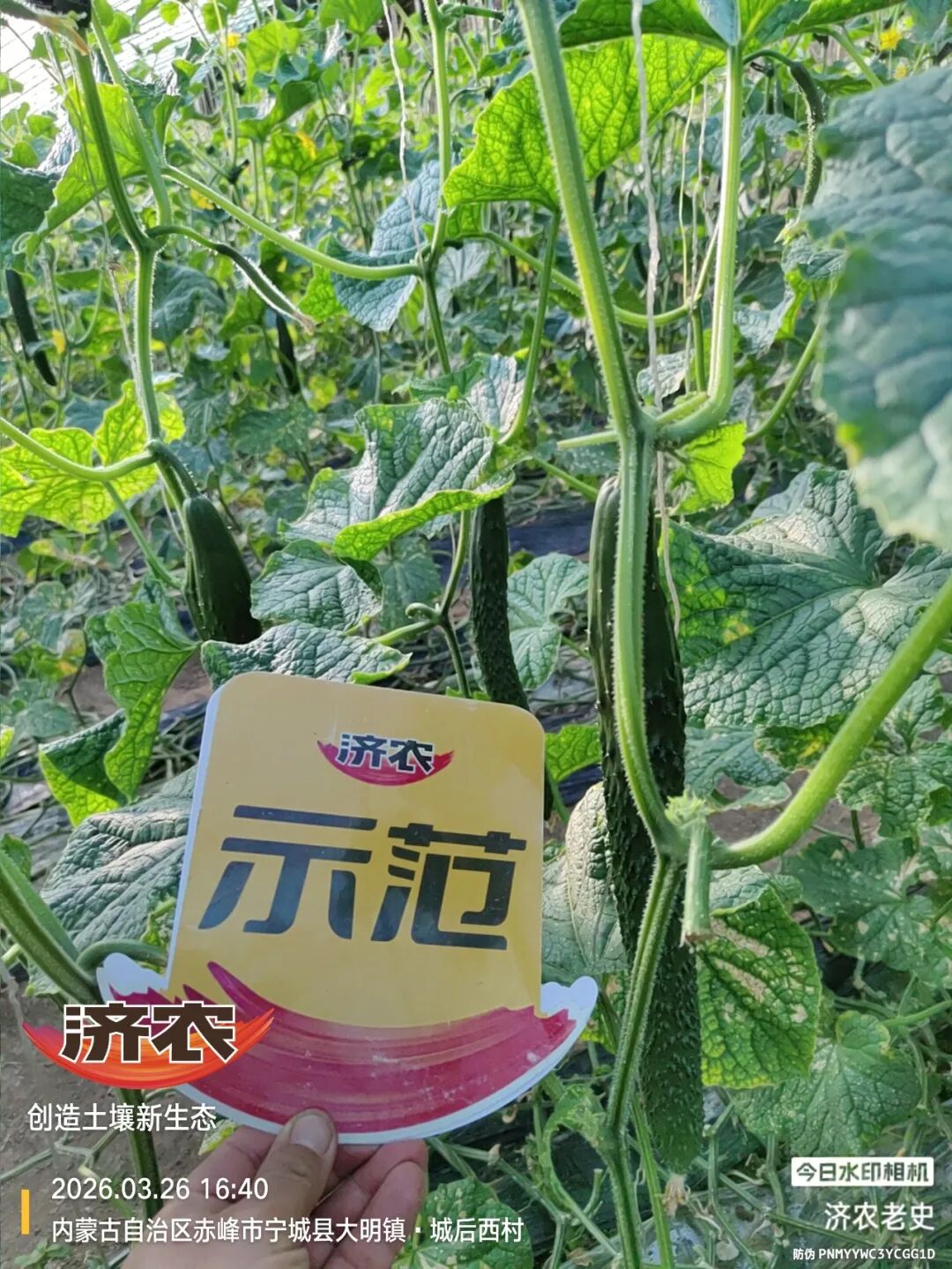 7天明显转好！济农产品一用上，赵老板的黄瓜长势回来了！(图4)