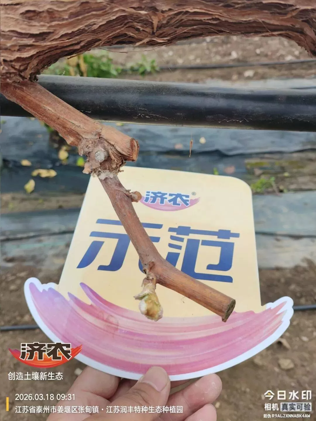 阳光玫瑰萌芽慢、长势不齐？看济农方案如何让葡萄迅速提状态！(图1)