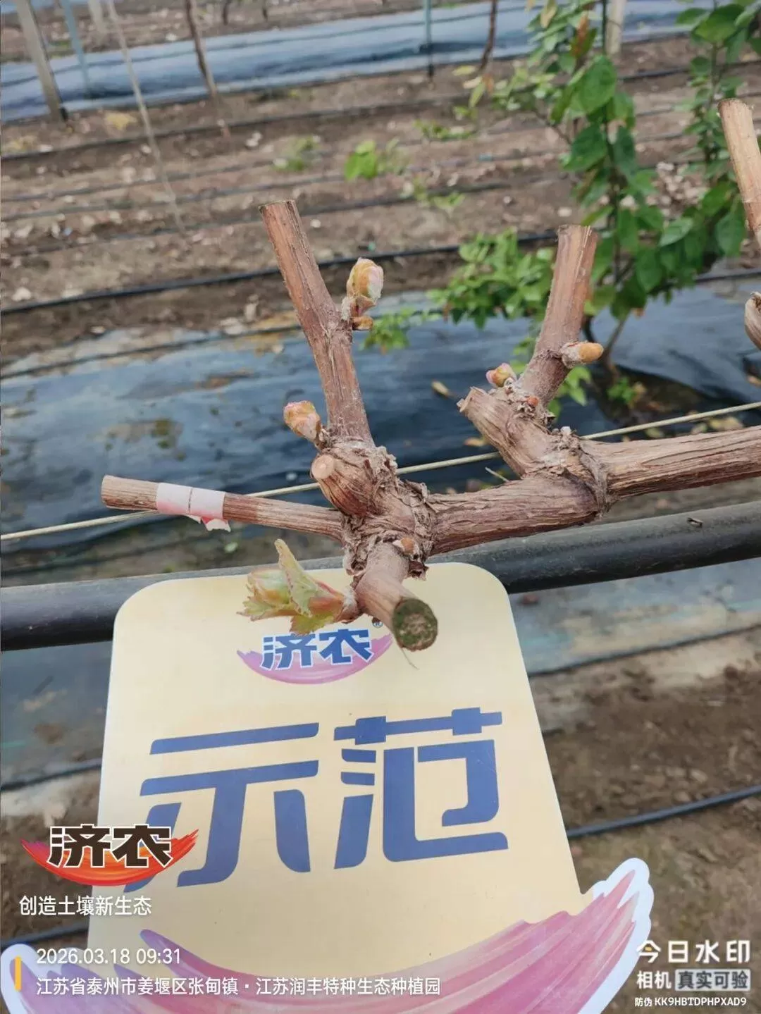 阳光玫瑰萌芽慢、长势不齐？看济农方案如何让葡萄迅速提状态！(图2)