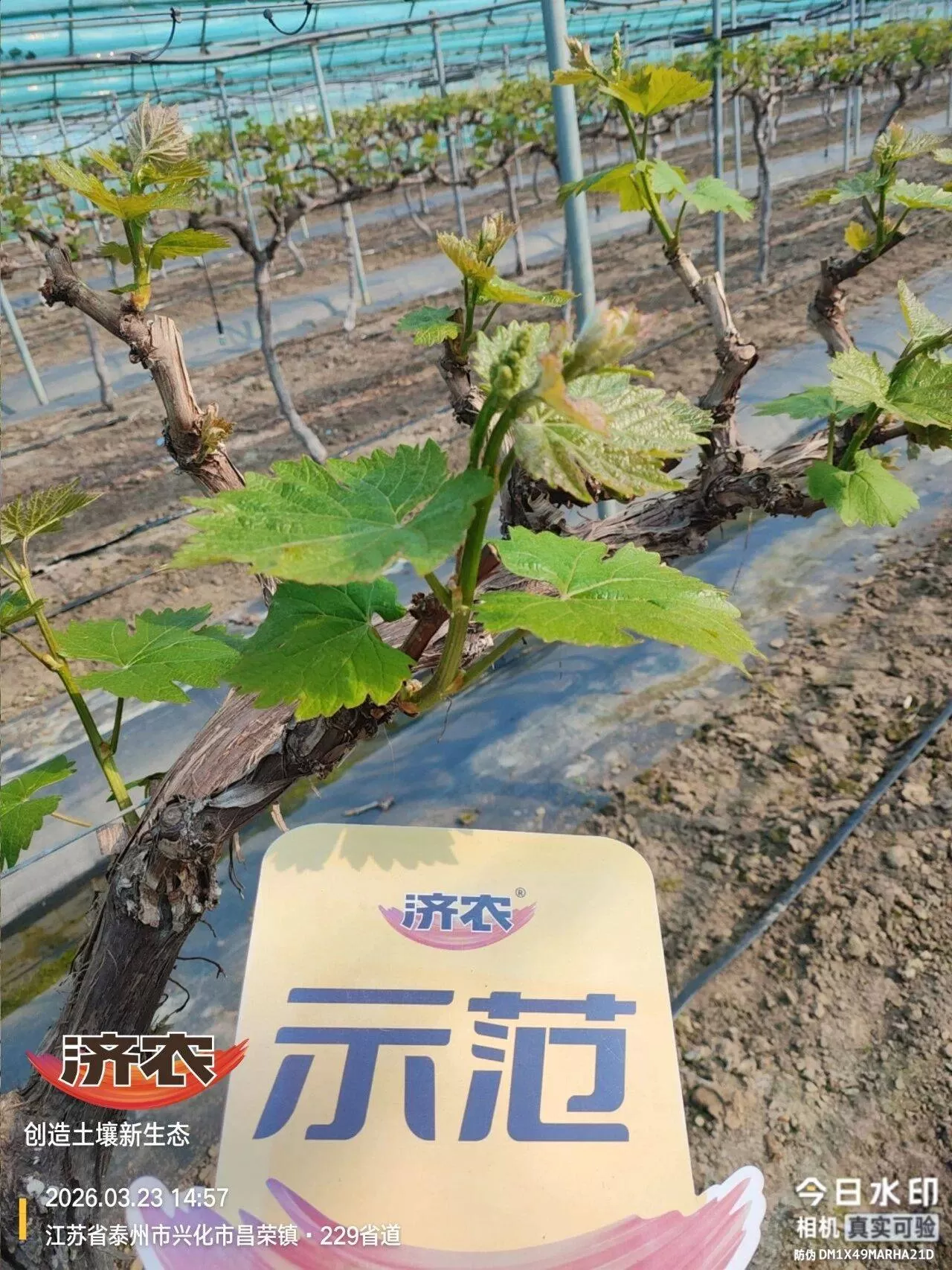 一套济农方案下去，葡萄长势直接稳住了！种植户夸赞效果很优秀(图1)