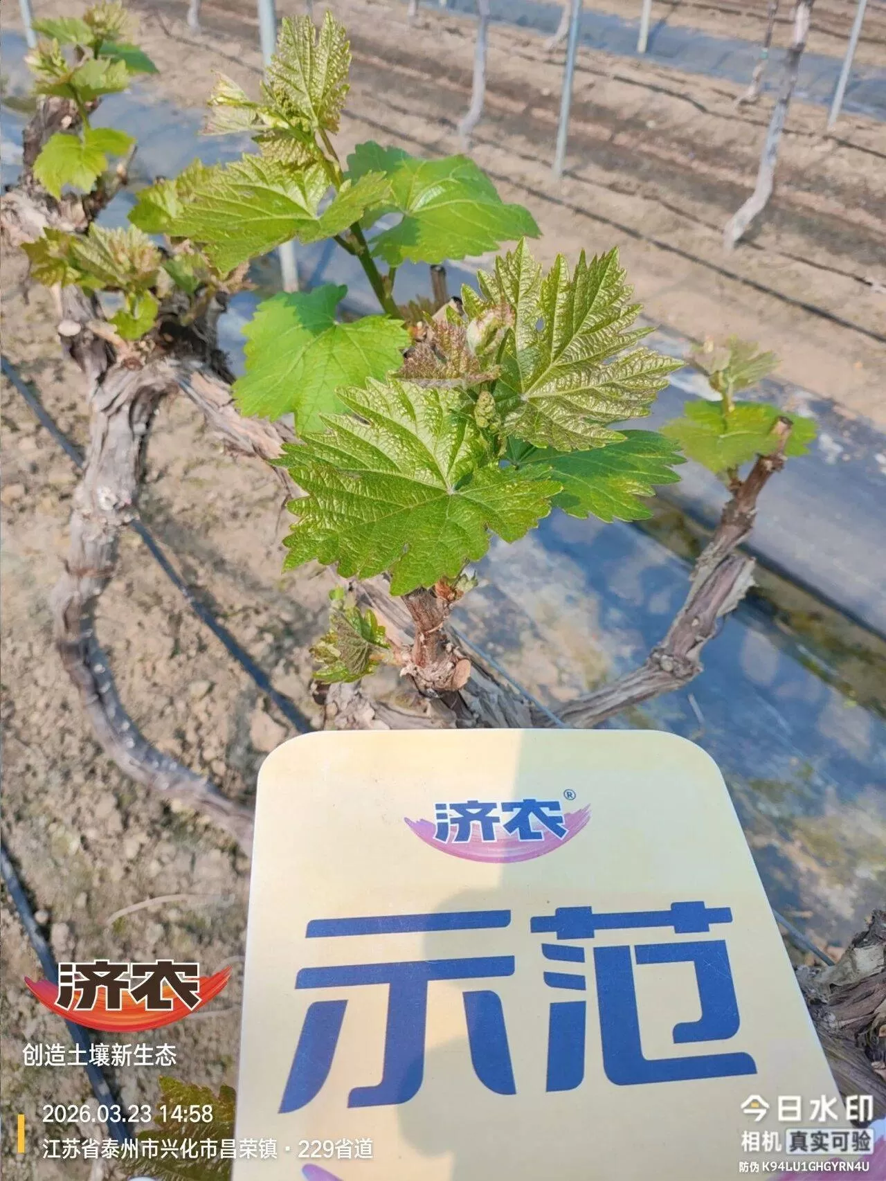 一套济农方案下去，葡萄长势直接稳住了！种植户夸赞效果很优秀(图2)