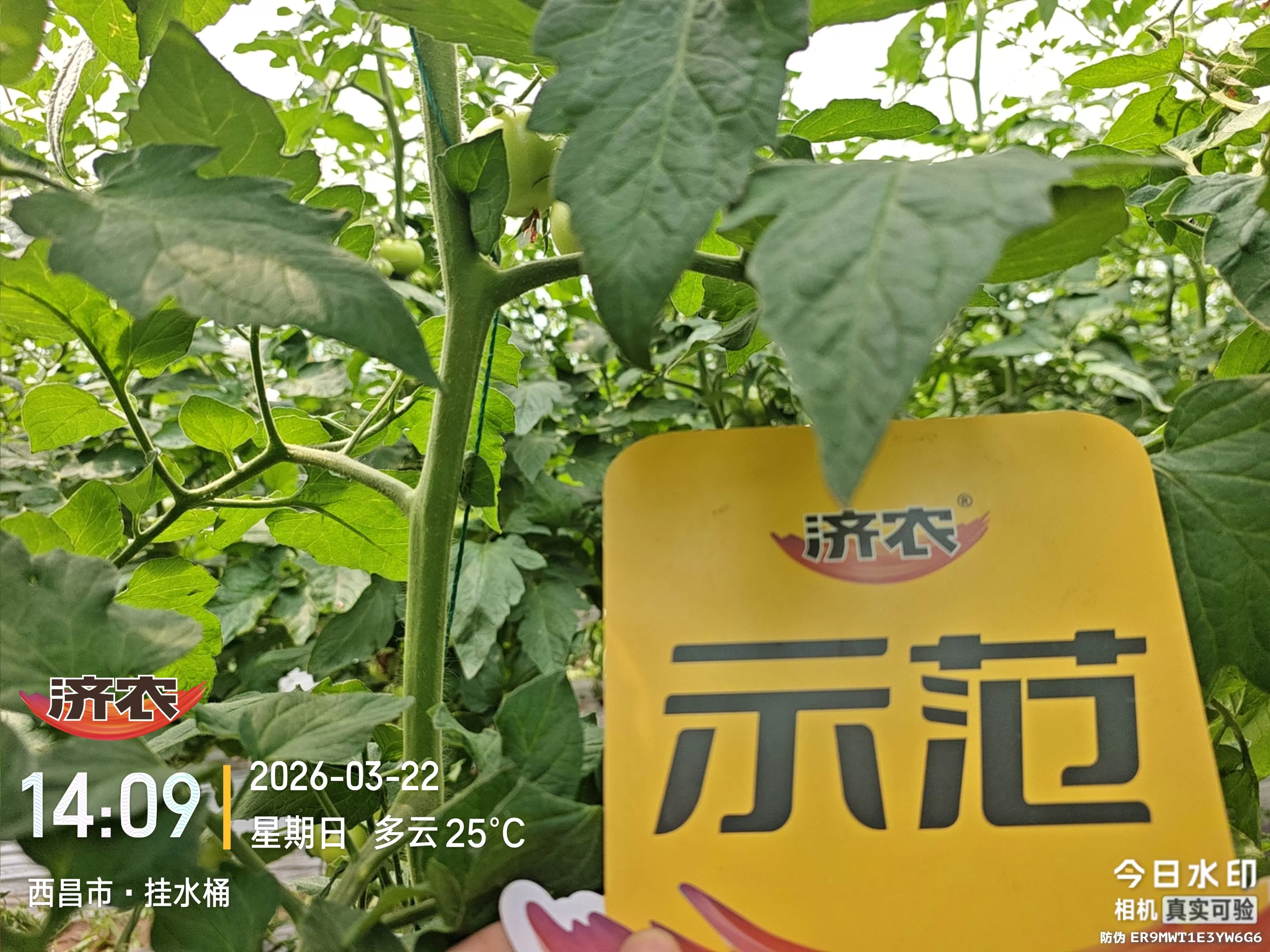 26天见真章！西昌范老板用了这套济农方案后，白根爆发、病害减少，西红柿长势太抢眼了(图1)