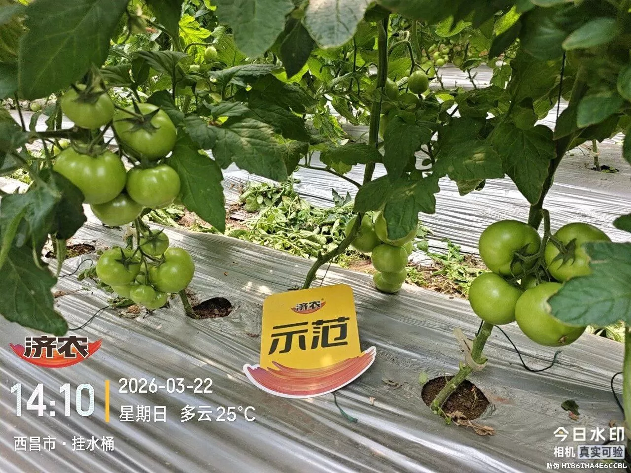 26天见真章！西昌范老板用了这套济农方案后，白根爆发、病害减少，西红柿长势太抢眼了(图2)