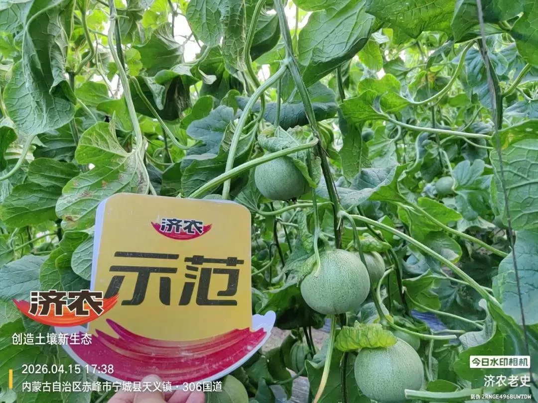 宁城甜瓜回访:膨果期秧子不早衰,甄学东大哥的甜瓜被整棚预订!(图6) 宁城甜瓜回访:膨果期秧子不早衰,甄学东大哥的甜瓜被整棚预订!(图6)