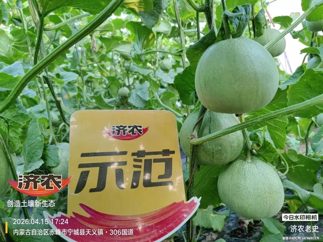 宁城甜瓜回访:膨果期秧子不早衰,甄学东大哥的甜瓜被整棚预订!(图2) 宁城甜瓜回访:膨果期秧子不早衰,甄学东大哥的甜瓜被整棚预订!(图2)