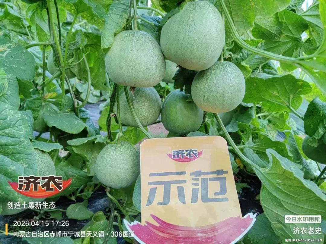 宁城甜瓜回访:膨果期秧子不早衰,甄学东大哥的甜瓜被整棚预订!(图3) 宁城甜瓜回访:膨果期秧子不早衰,甄学东大哥的甜瓜被整棚预订!(图3)