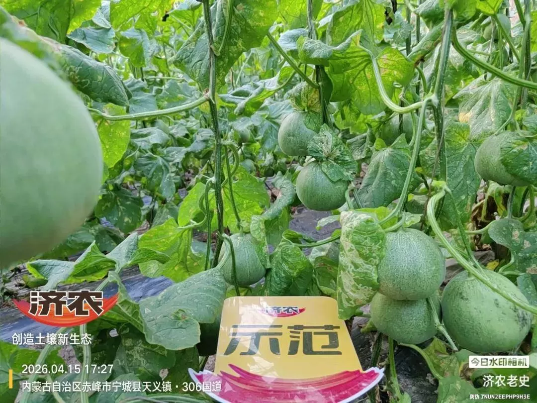 宁城甜瓜回访:膨果期秧子不早衰,甄学东大哥的甜瓜被整棚预订!(图5) 宁城甜瓜回访:膨果期秧子不早衰,甄学东大哥的甜瓜被整棚预订!(图5)