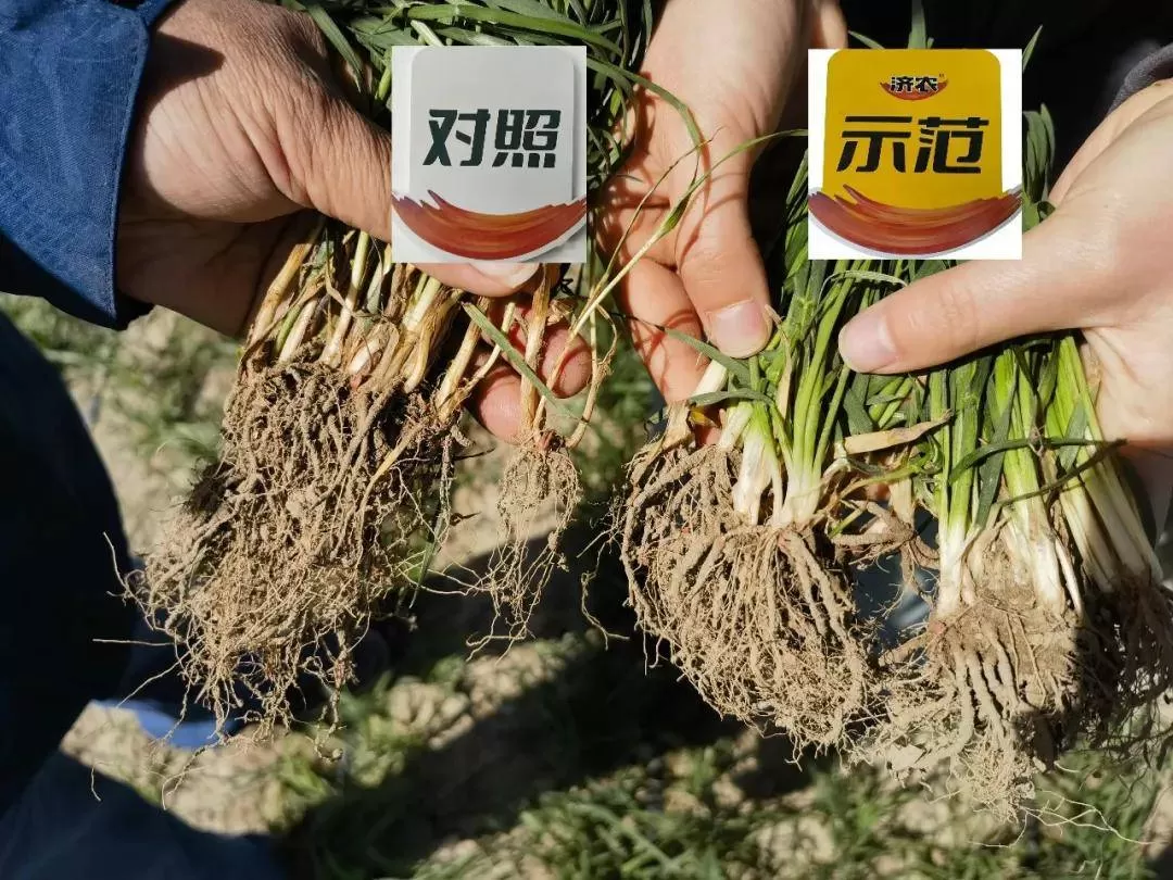 新疆小麦回访：盐碱地、沙土地种植小麦，纹枯病少了，分蘖多了！(图1)