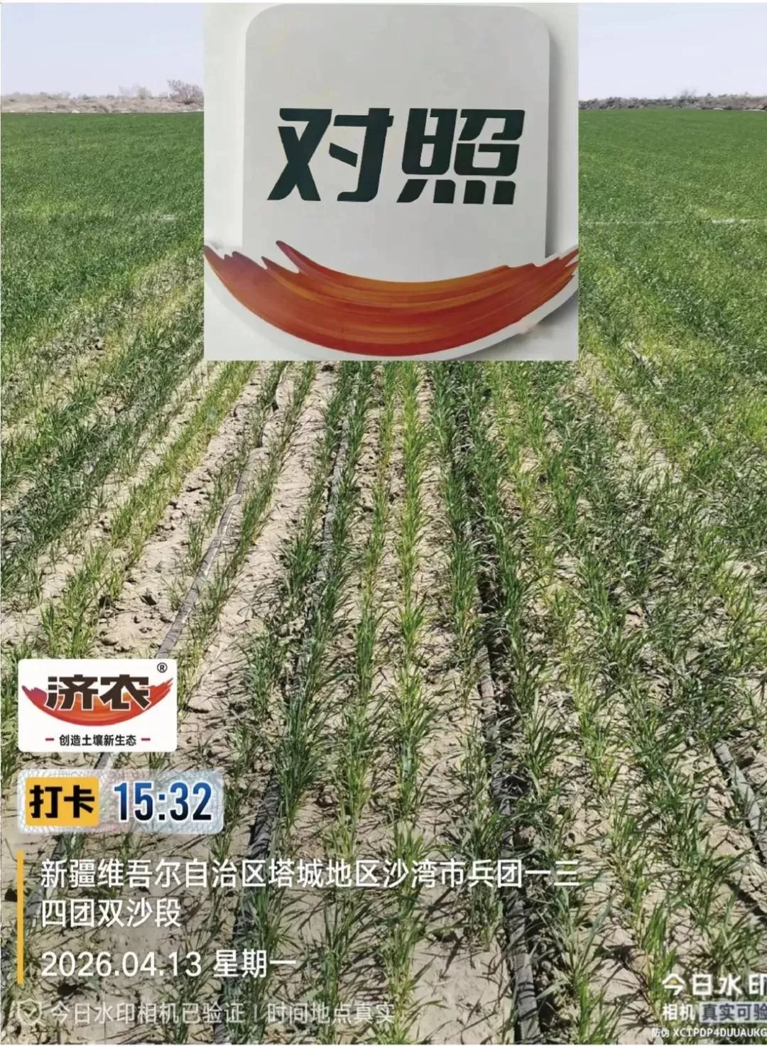 新疆小麦回访：盐碱地、沙土地种植小麦，纹枯病少了，分蘖多了！(图2)