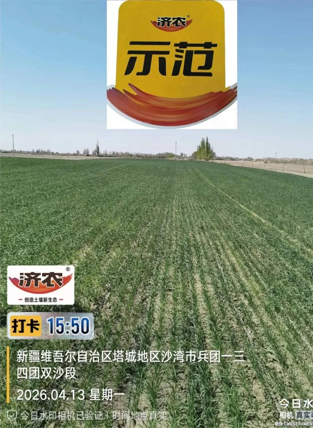 新疆小麦回访：盐碱地、沙土地种植小麦，纹枯病少了，分蘖多了！(图3)