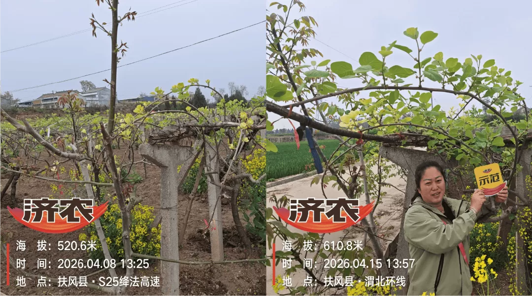 陕西猕猴桃黄化回访：满园黄叶变浓绿，两招“转绿秘籍”藏不住！(图2)