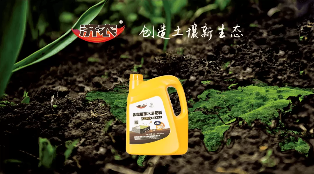 安阳市内黄县甜瓜回访:定植冲施济农乐土,植株健壮、坐瓜整齐!(图2) 安阳市内黄县甜瓜回访:定植冲施济农乐土,植株健壮、坐瓜整齐!(图2)