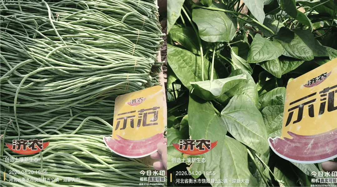 济农800在多作物上的效果：花期保花、膨果期养叶，作物长势好！(图1)